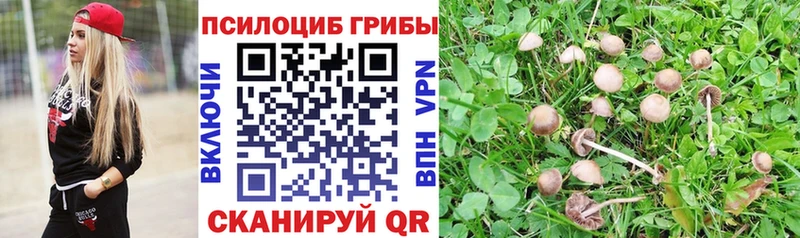 KRAKEN онион  Туапсе  Псилоцибиновые грибы Psilocybe  наркота 